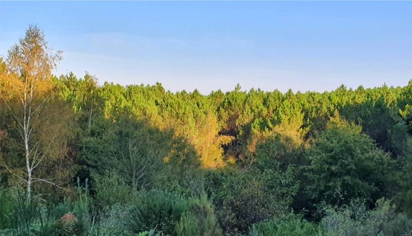 La forêt de Horte, en Charente, rejoint le portefeuille de Frey. La forêt de Horte, en Charente, rejoint le portefeuille de Frey.