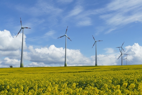 Un parc éolien dans un champ de colza en fleur.